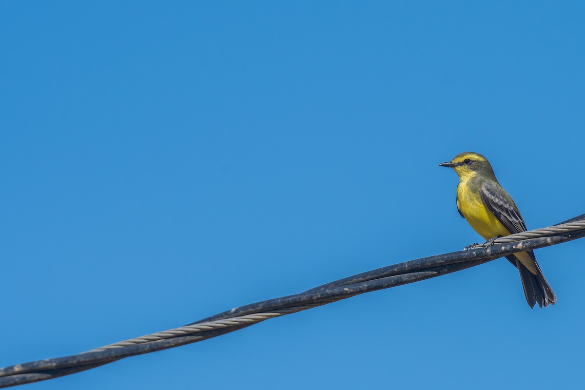 Yellow-browed Tyrant - ML616135992