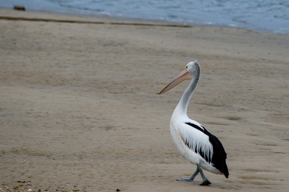 pelikán australský - ML616136006