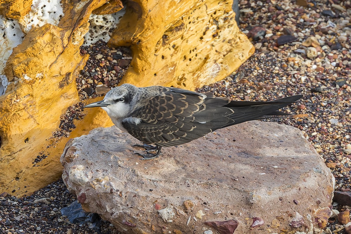 Bridled Tern - ML616136015