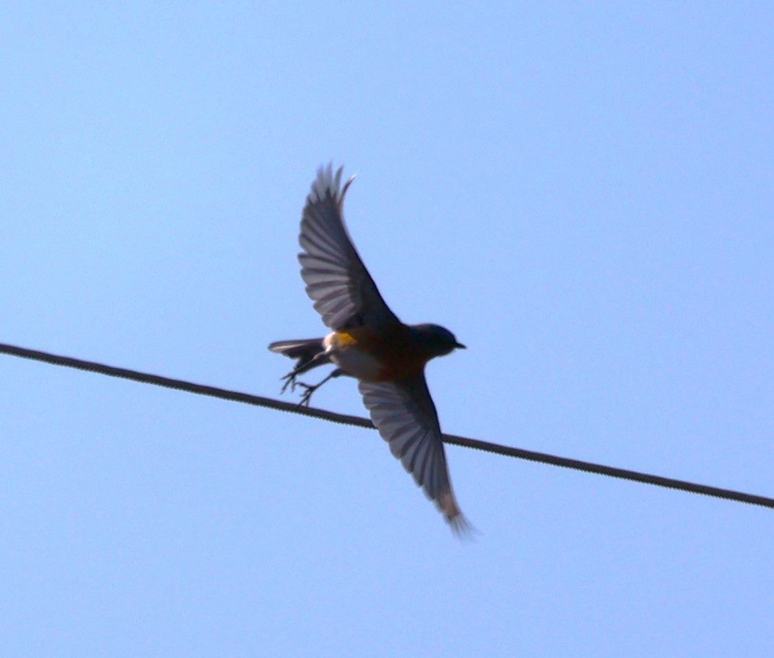 Eastern Bluebird (Eastern) - David Cunningham