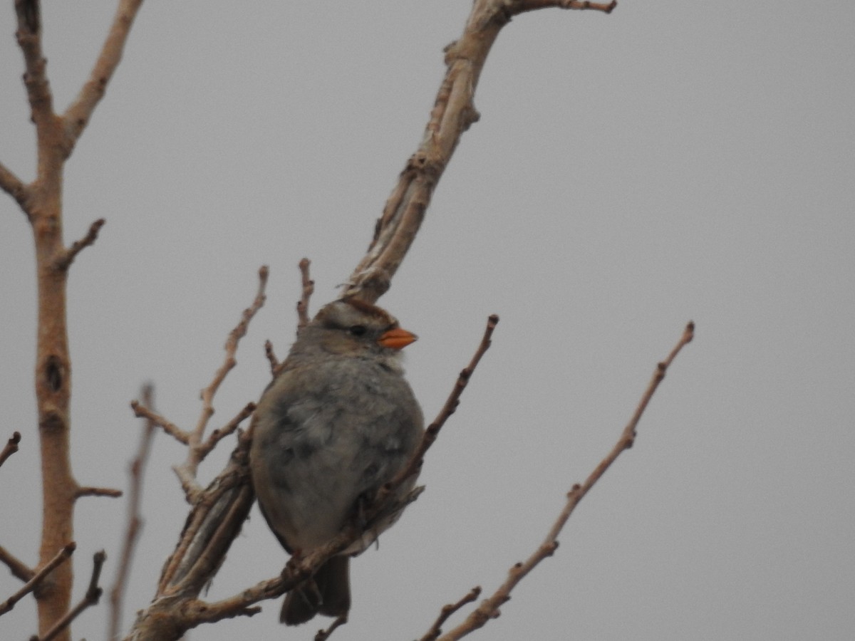 White-crowned Sparrow - Greg Whittaker