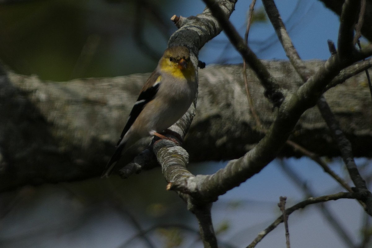 American Goldfinch - ML616136056