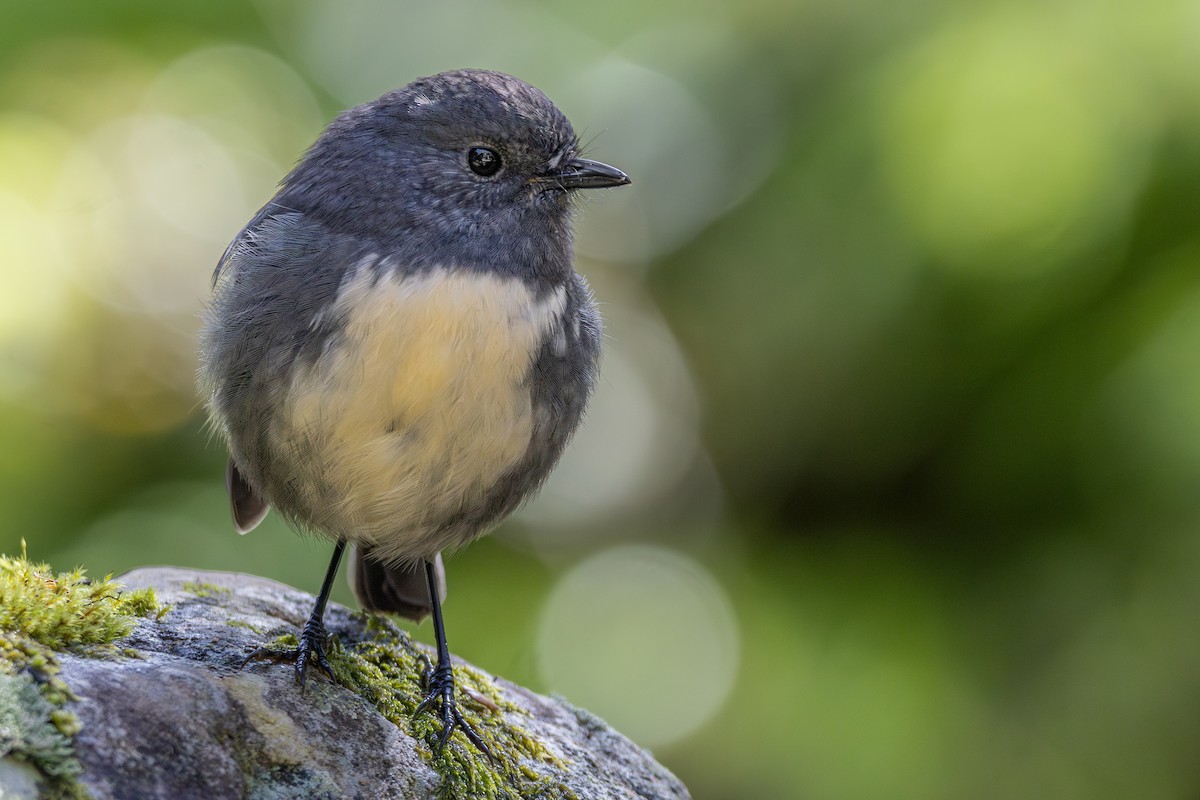 South Island Robin - ML616136061