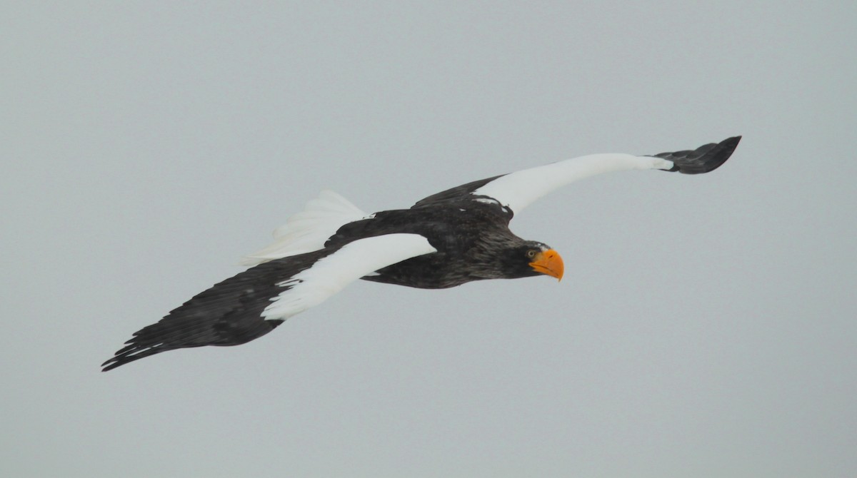 Steller's Sea-Eagle - ML616136093