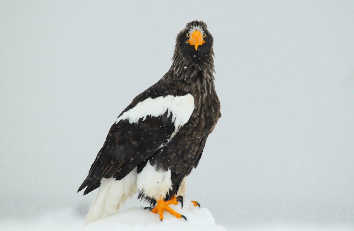 Steller's Sea-Eagle - ML616136094