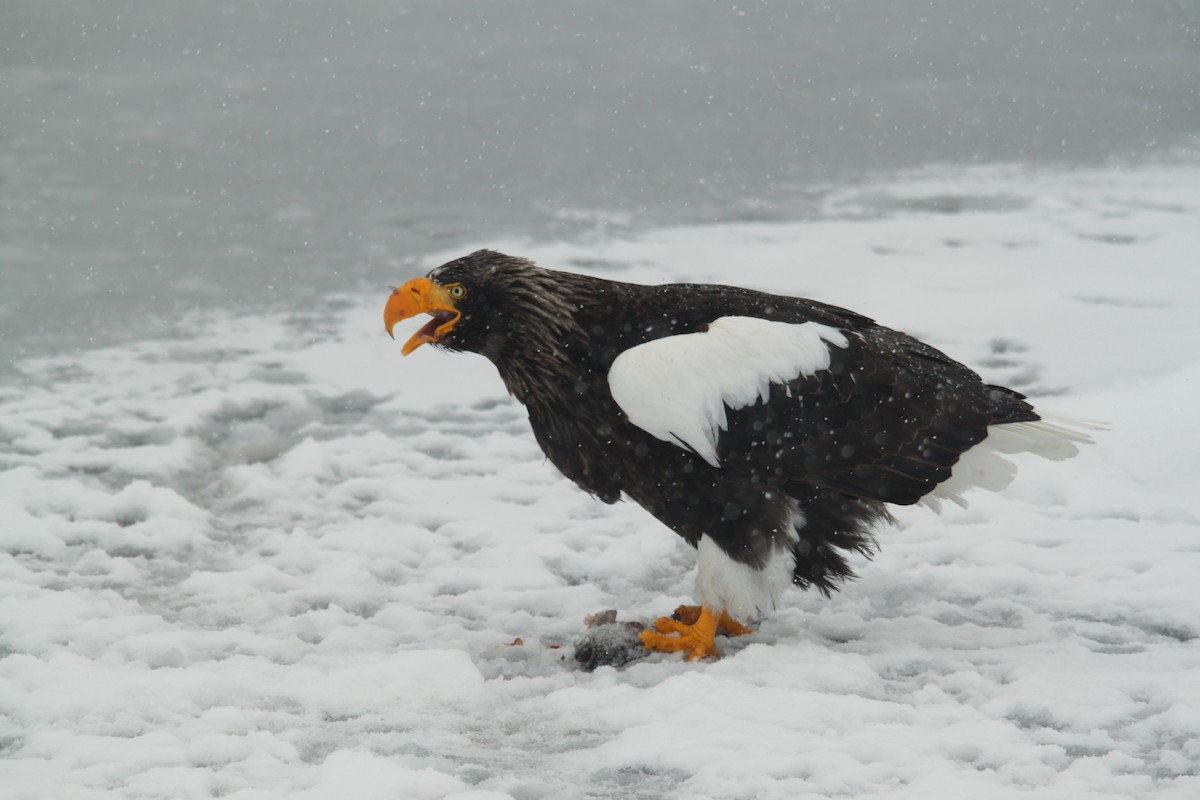 Steller's Sea-Eagle - ML616136097