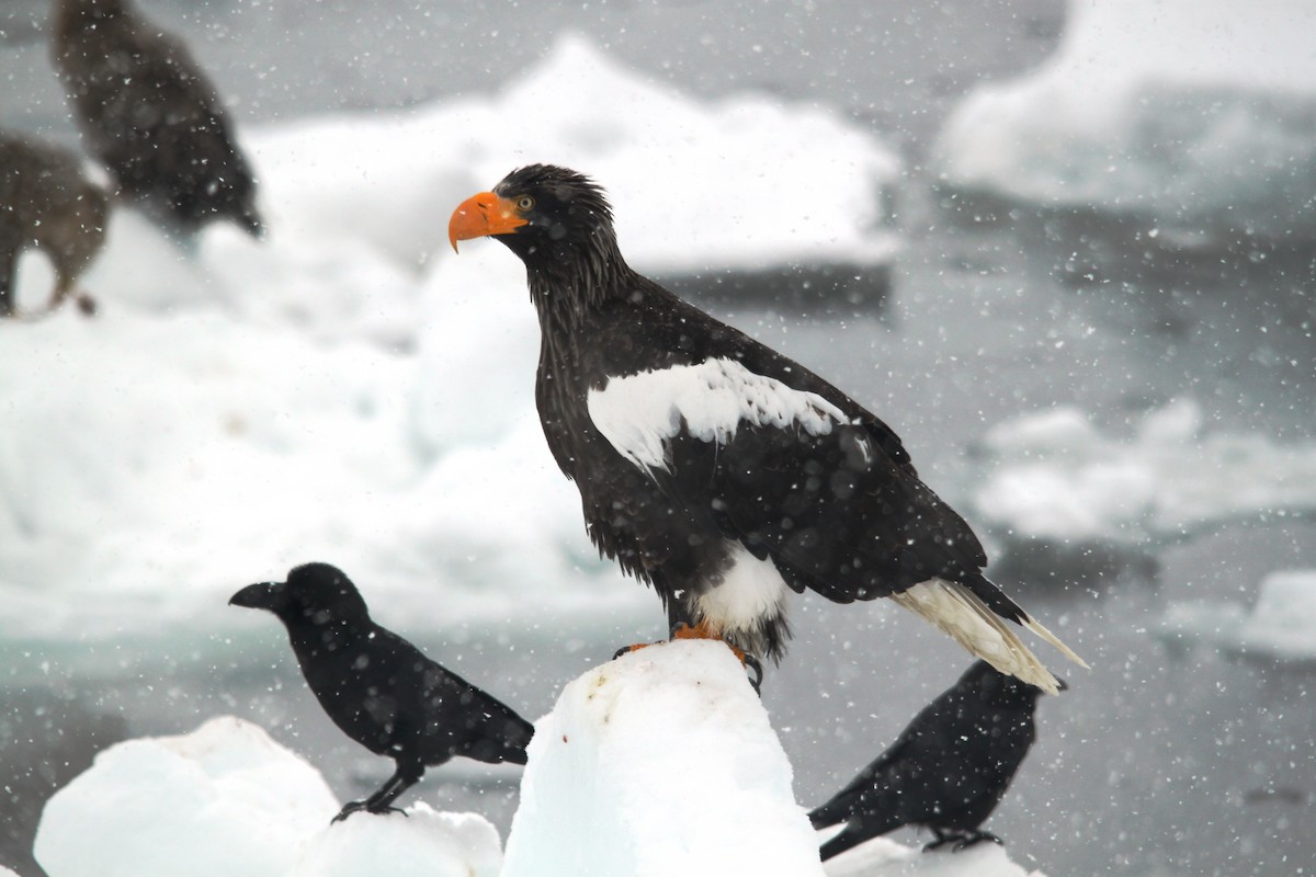 Steller's Sea-Eagle - ML616136098