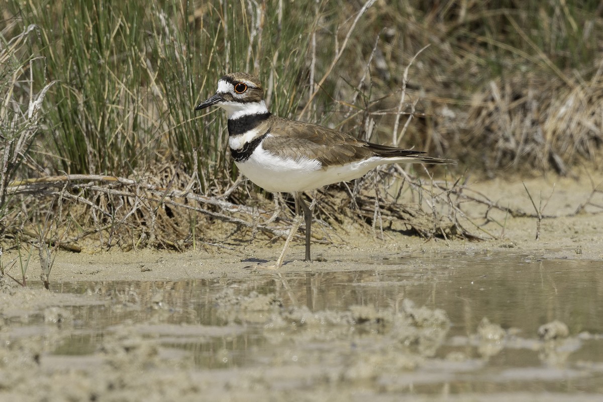 Killdeer - Luis Guillermo