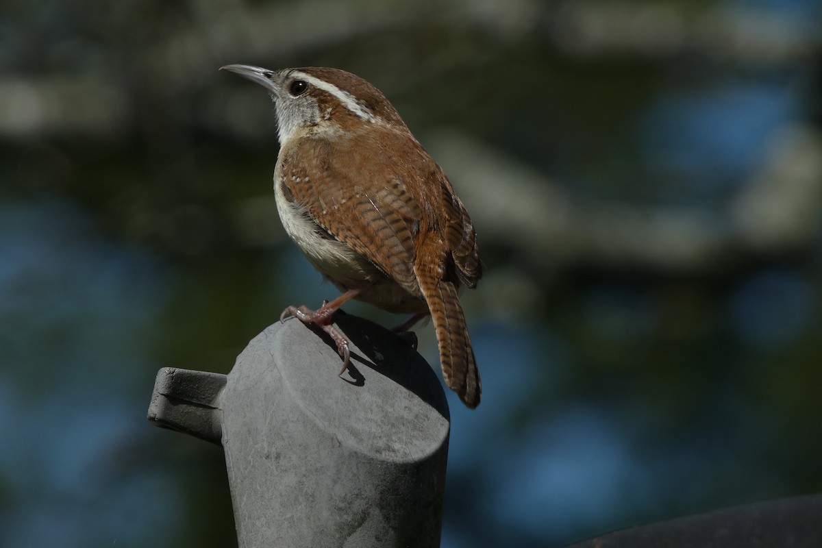 Carolina Wren - Teresa Conlon