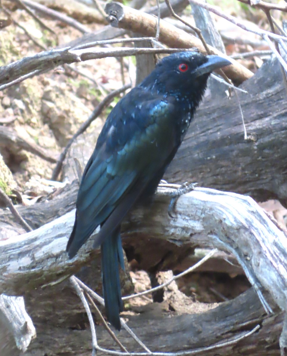 Drongo pailleté - ML616136181