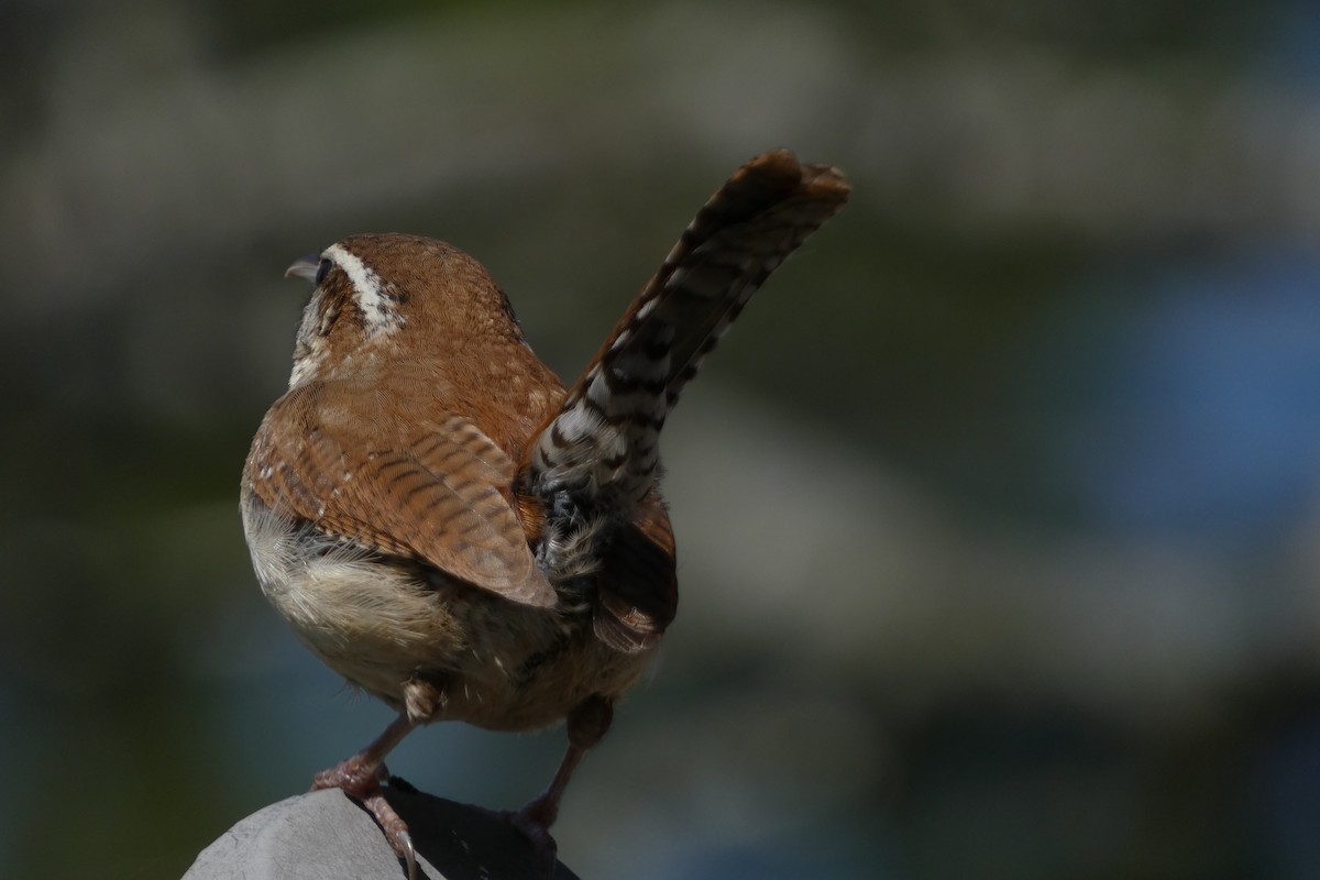 Carolina Wren - ML616136185