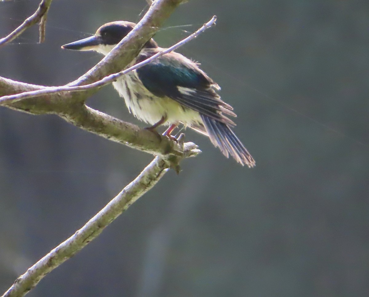 Forest Kingfisher - Paul Dobbie