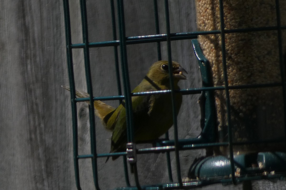 Painted Bunting - Teresa Conlon