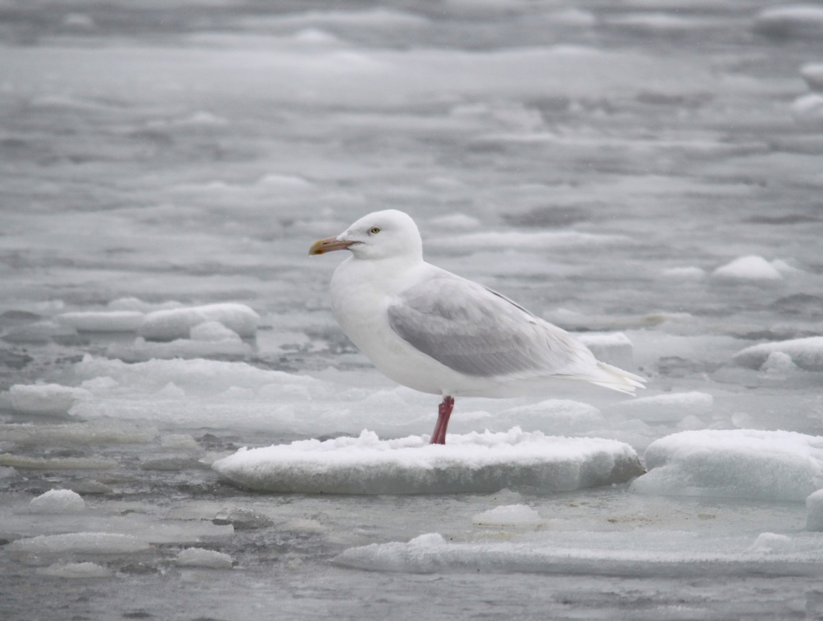 Glaucous Gull - ML616136235