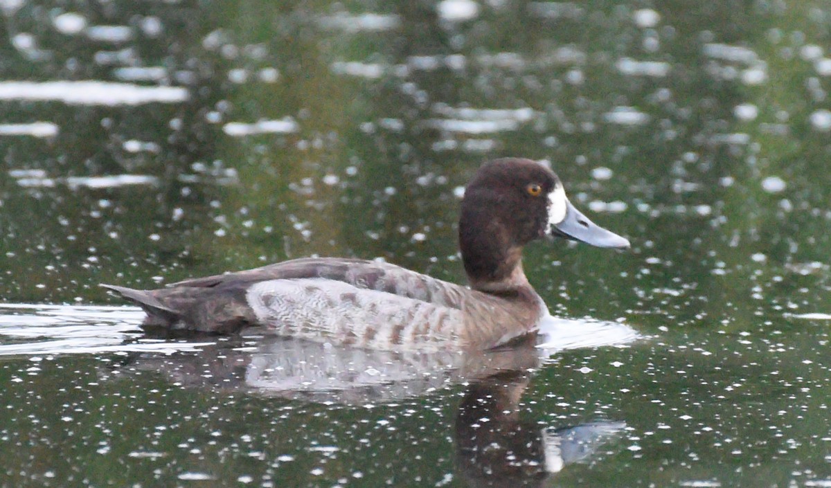 Lesser Scaup - ML616136236