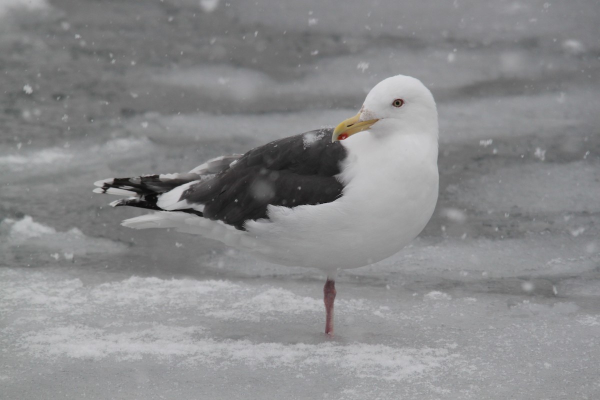 Slaty-backed Gull - ML616136244