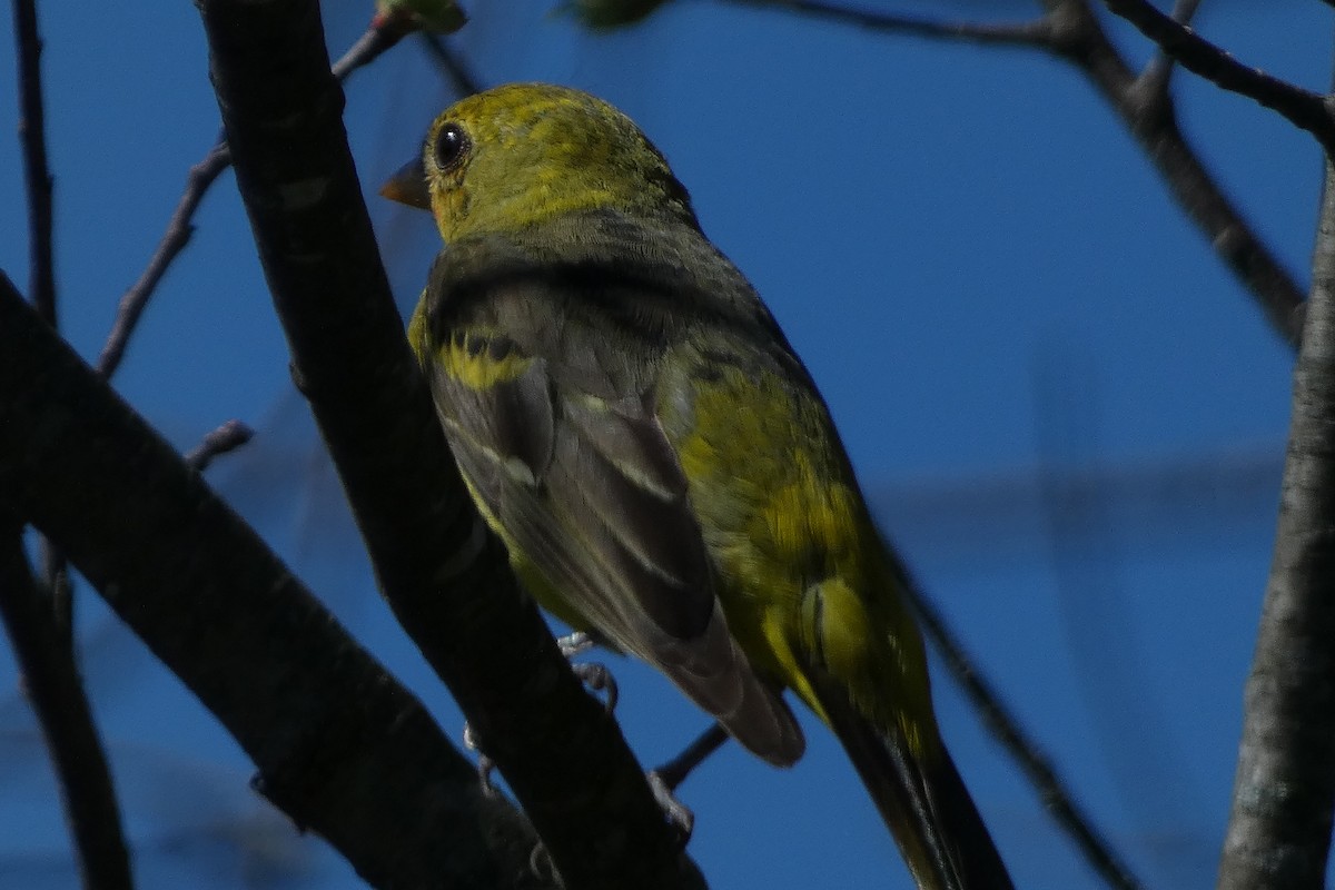 Western Tanager - Teresa Conlon