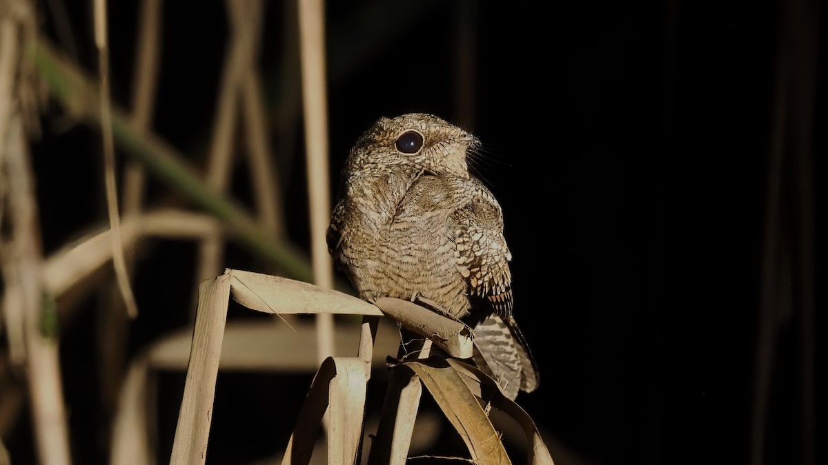 Ladder-tailed Nightjar - ML616136286