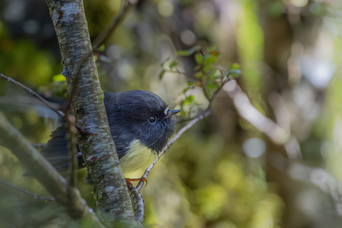 Tomtit - ML616136289