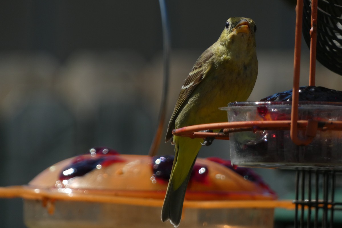 Western Tanager - Teresa Conlon