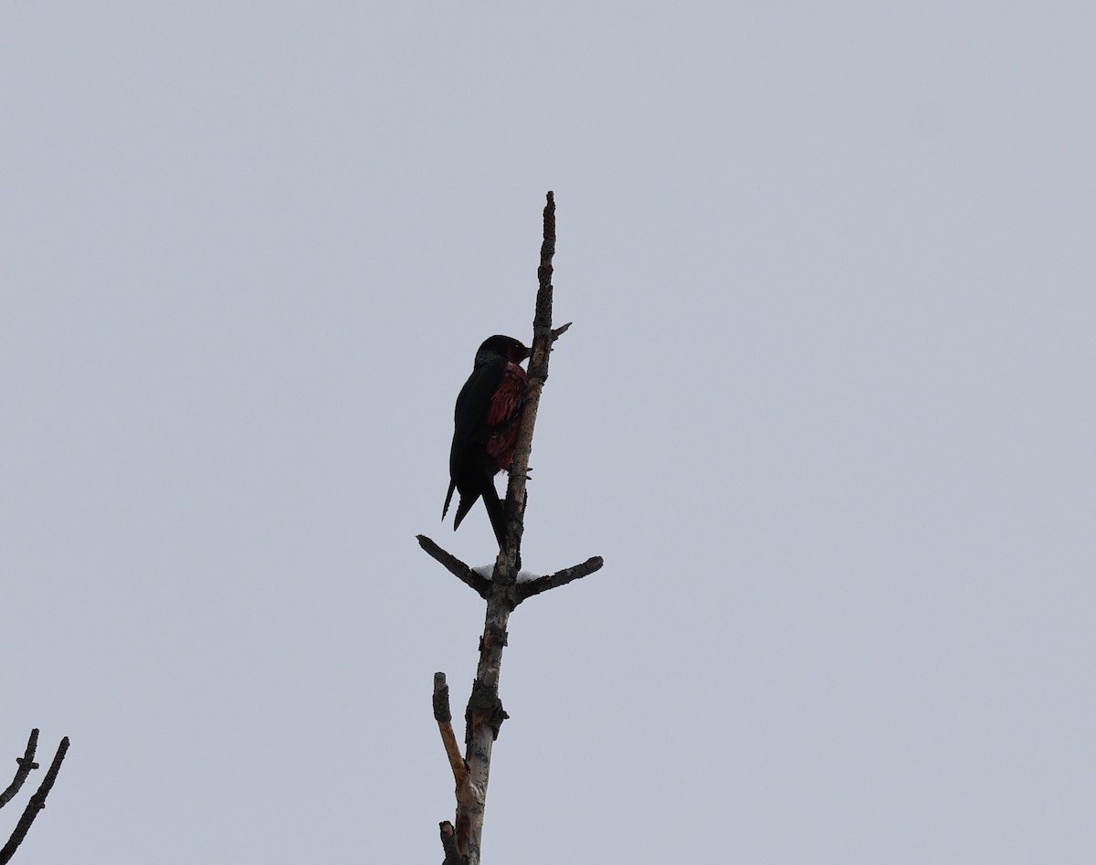 Lewis's Woodpecker - ML616136301