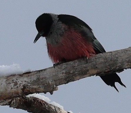 Lewis's Woodpecker - ML616136322