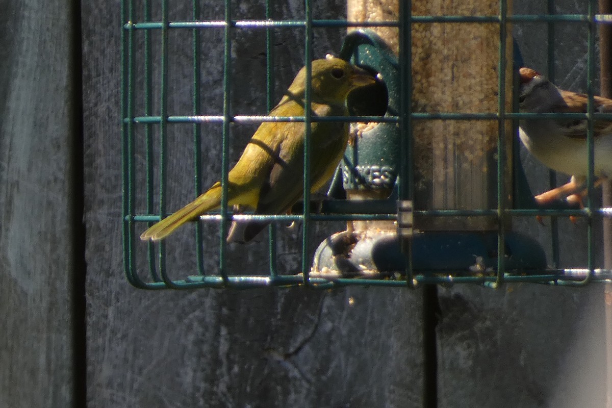 Painted Bunting - ML616136323