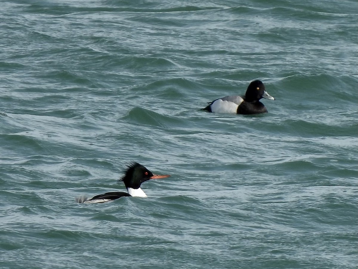 Greater Scaup - ML616136338