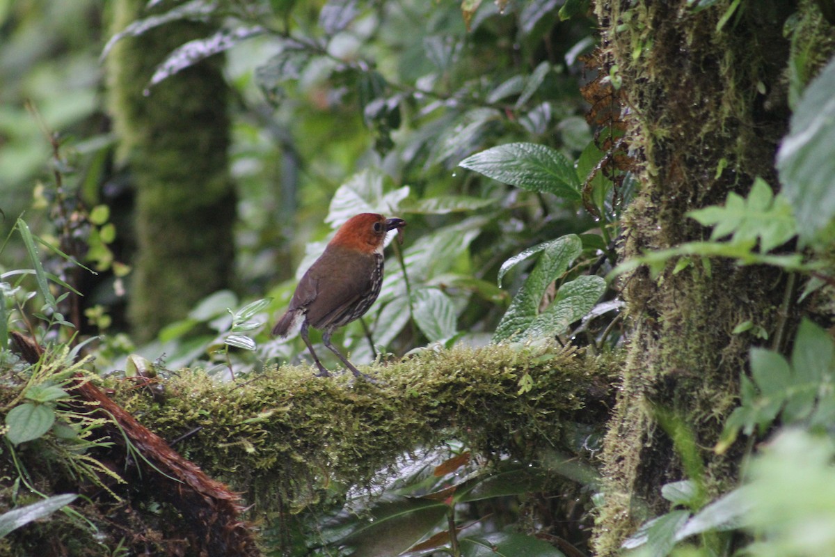 クリガシラジアリドリ - ML616136340