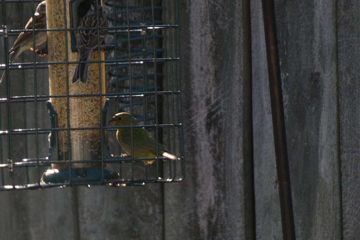 Painted Bunting - ML616136355