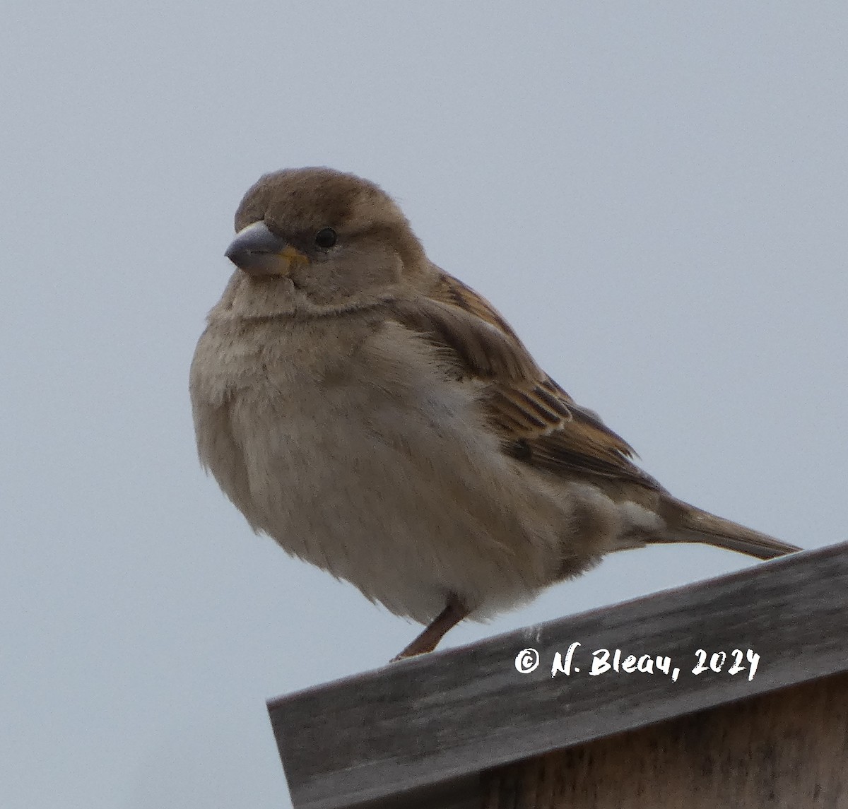 House Sparrow - Nathalie Bleau