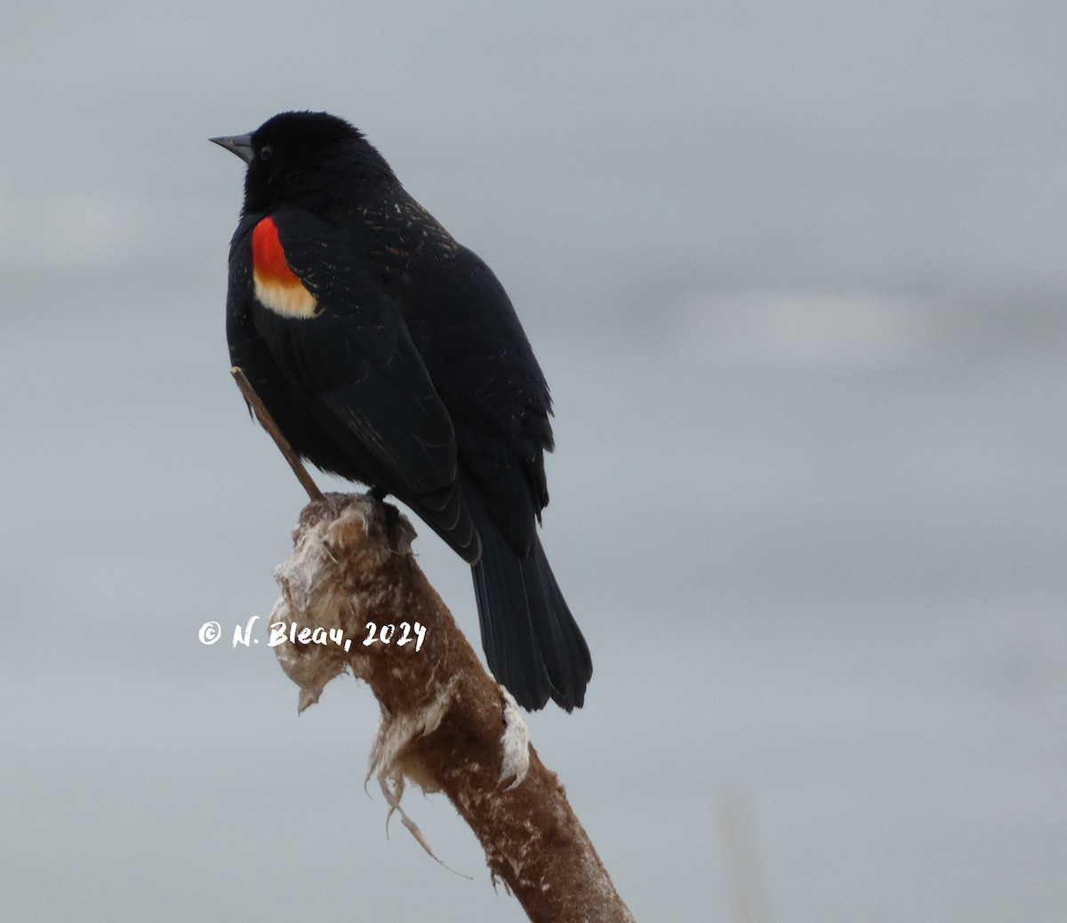 Red-winged Blackbird - ML616136362