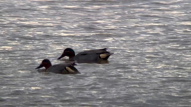 Green-winged Teal (Eurasian) - ML616136369