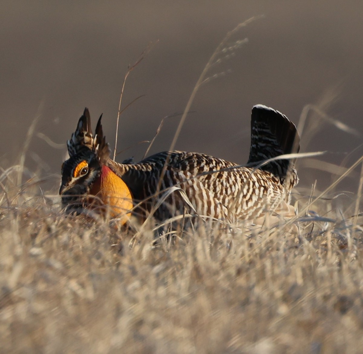 Greater Prairie-Chicken (pinnatus) - David Cunningham