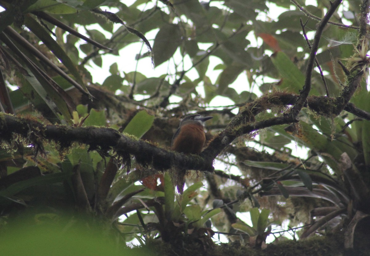 White-faced Nunbird - Bobby Figarotta