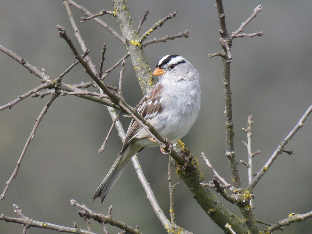 Bruant à couronne blanche - ML616136423