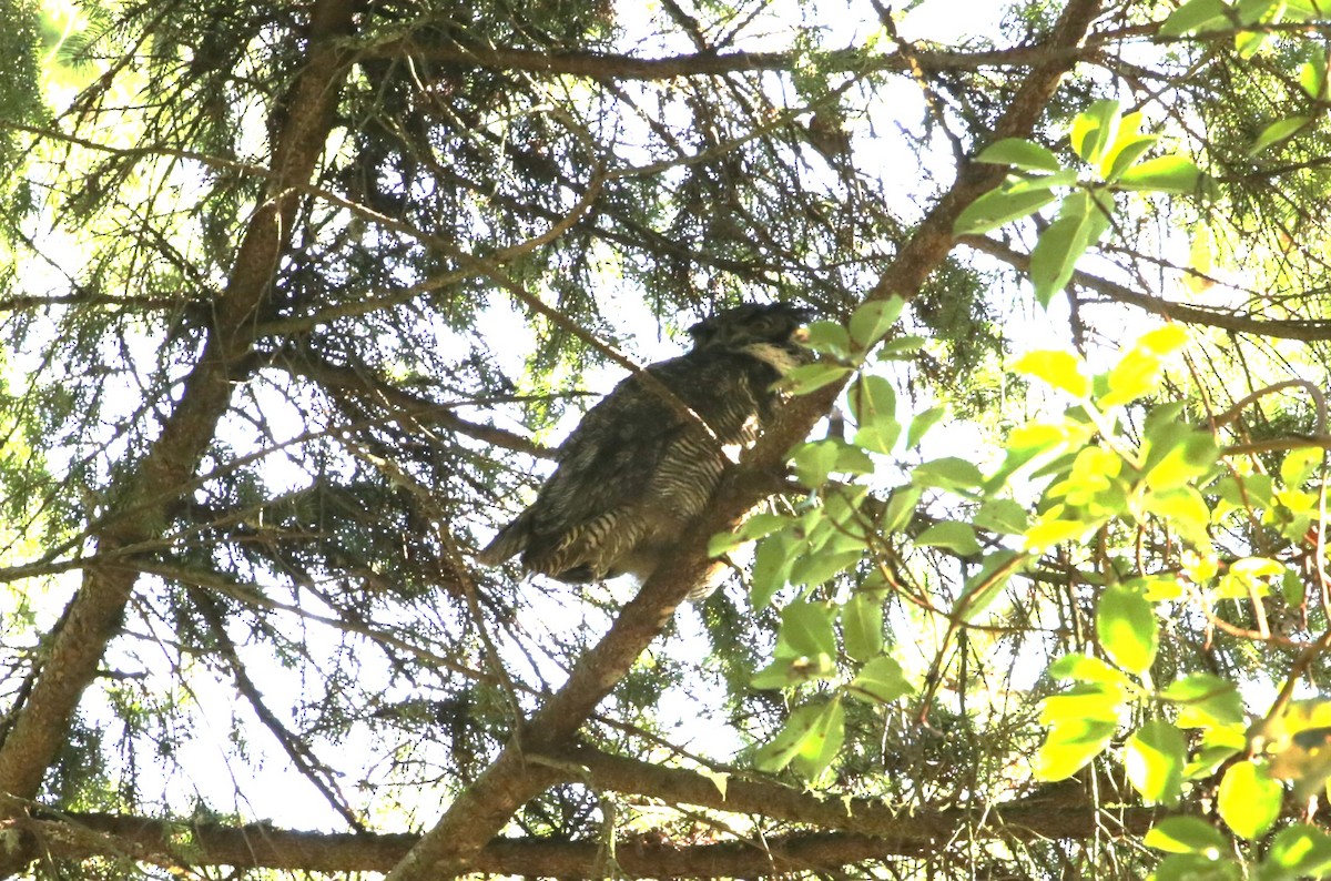 Great Horned Owl - ML616136525