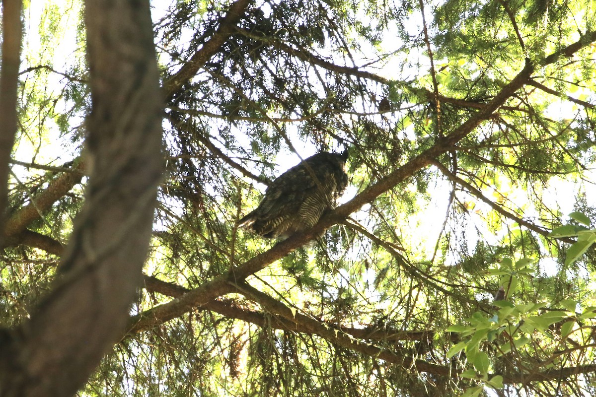 Great Horned Owl - ML616136526