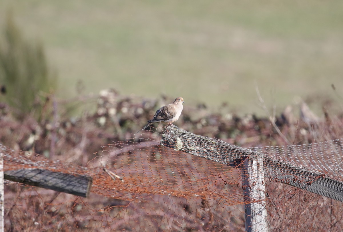 Mourning Dove - ML616136543