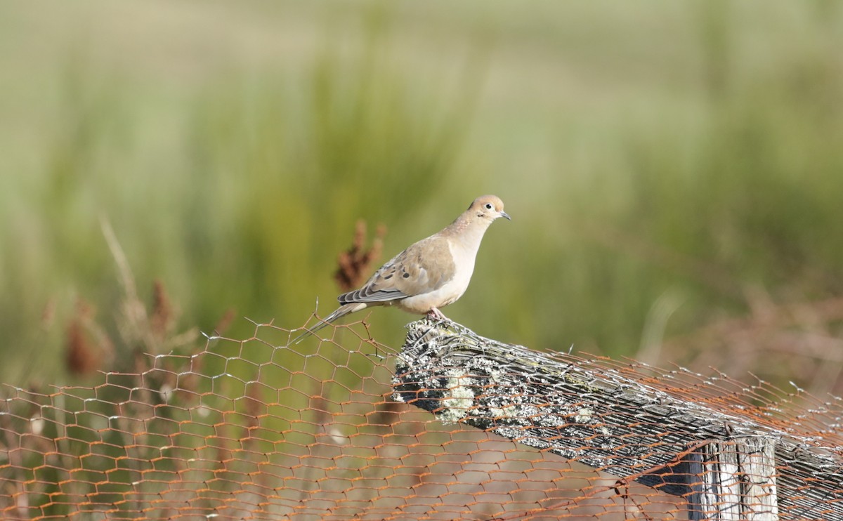 Mourning Dove - ML616136546