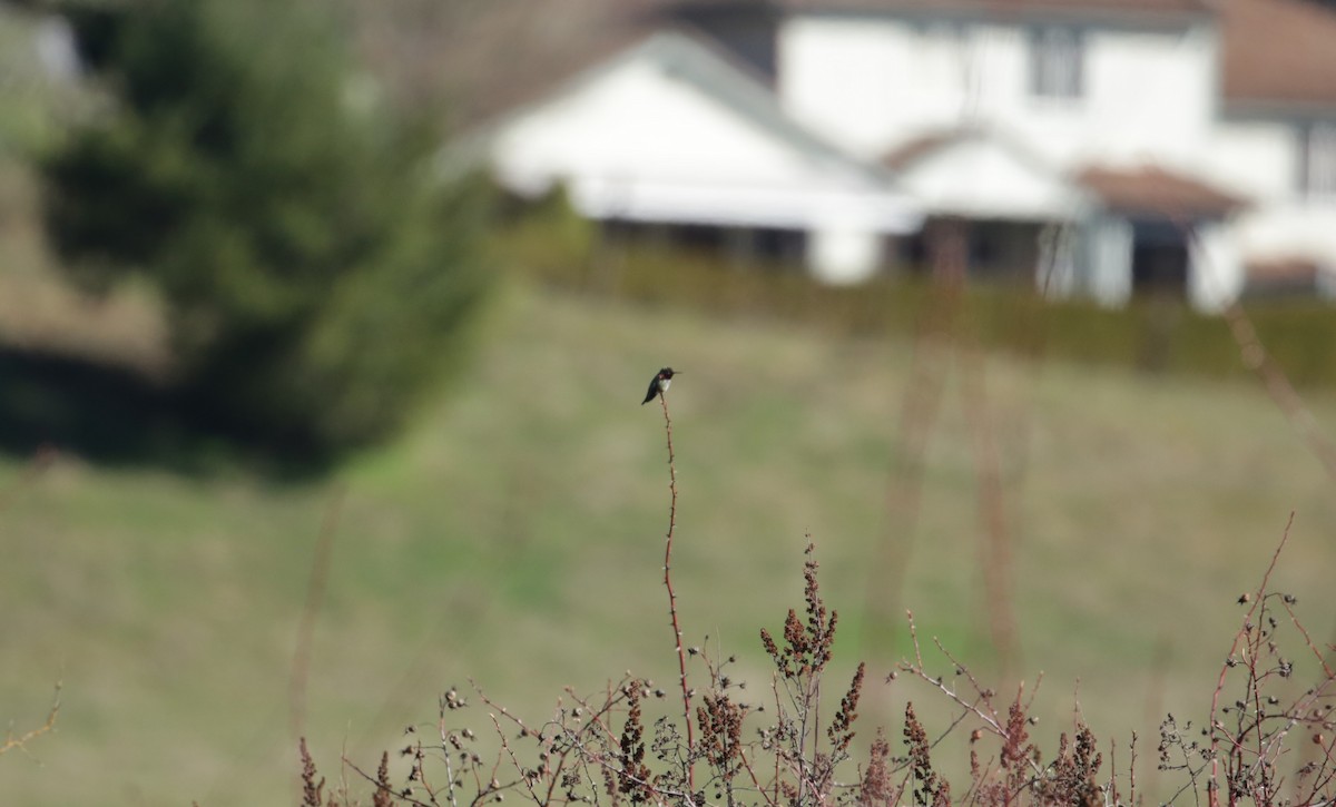 Anna's Hummingbird - ML616136549