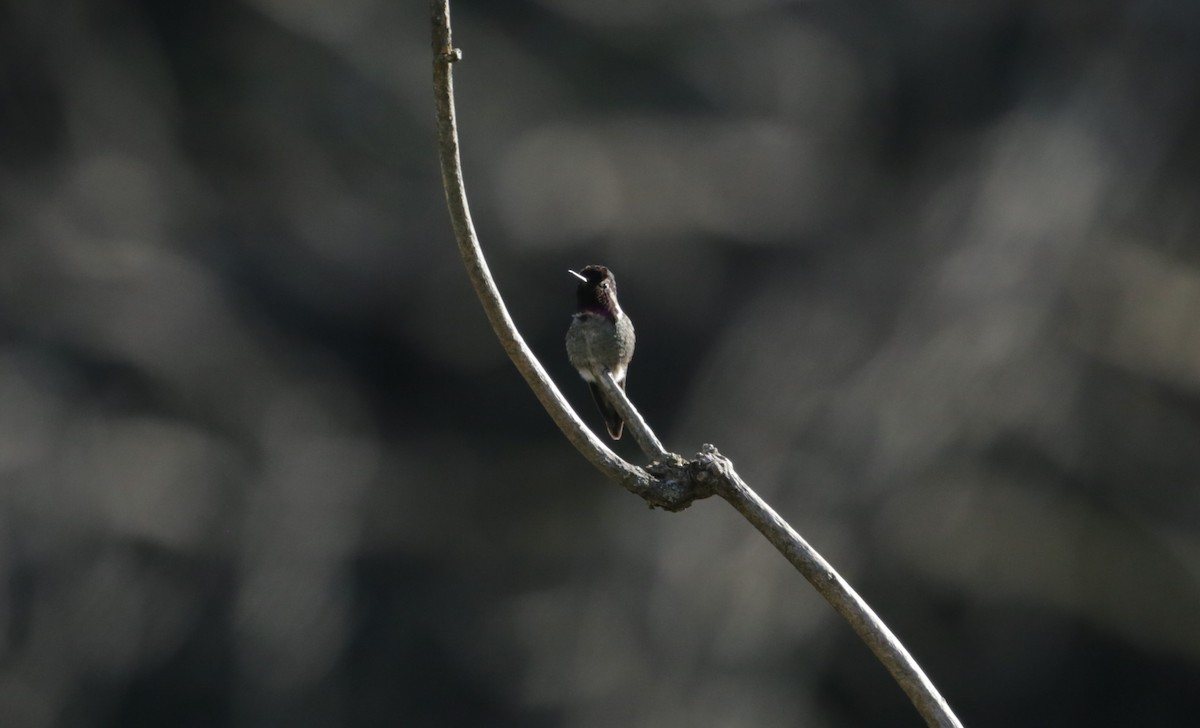 Anna's Hummingbird - ML616136551