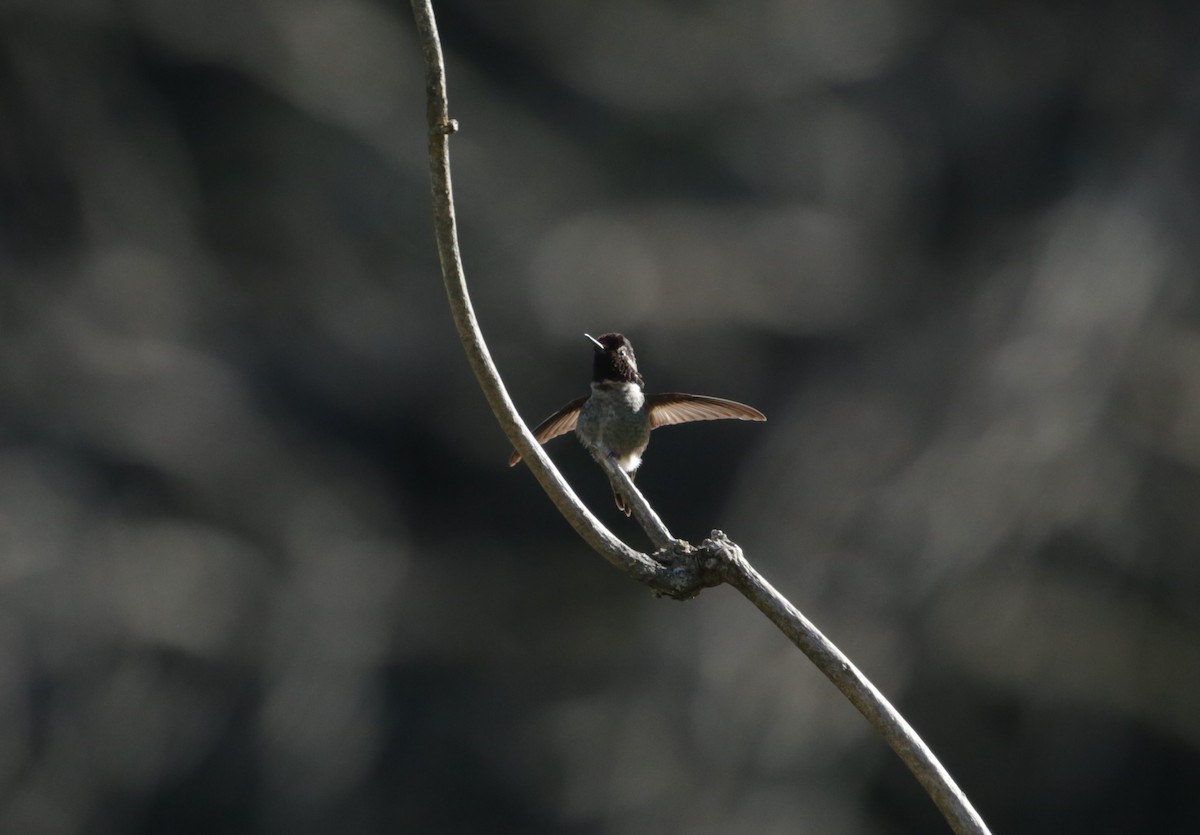 Anna's Hummingbird - ML616136552