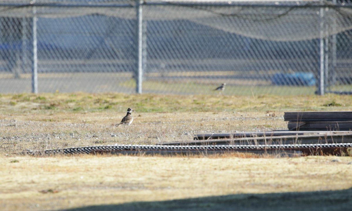 Killdeer - ML616136556