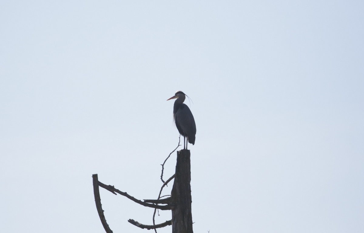 Great Blue Heron - Samuel Hain