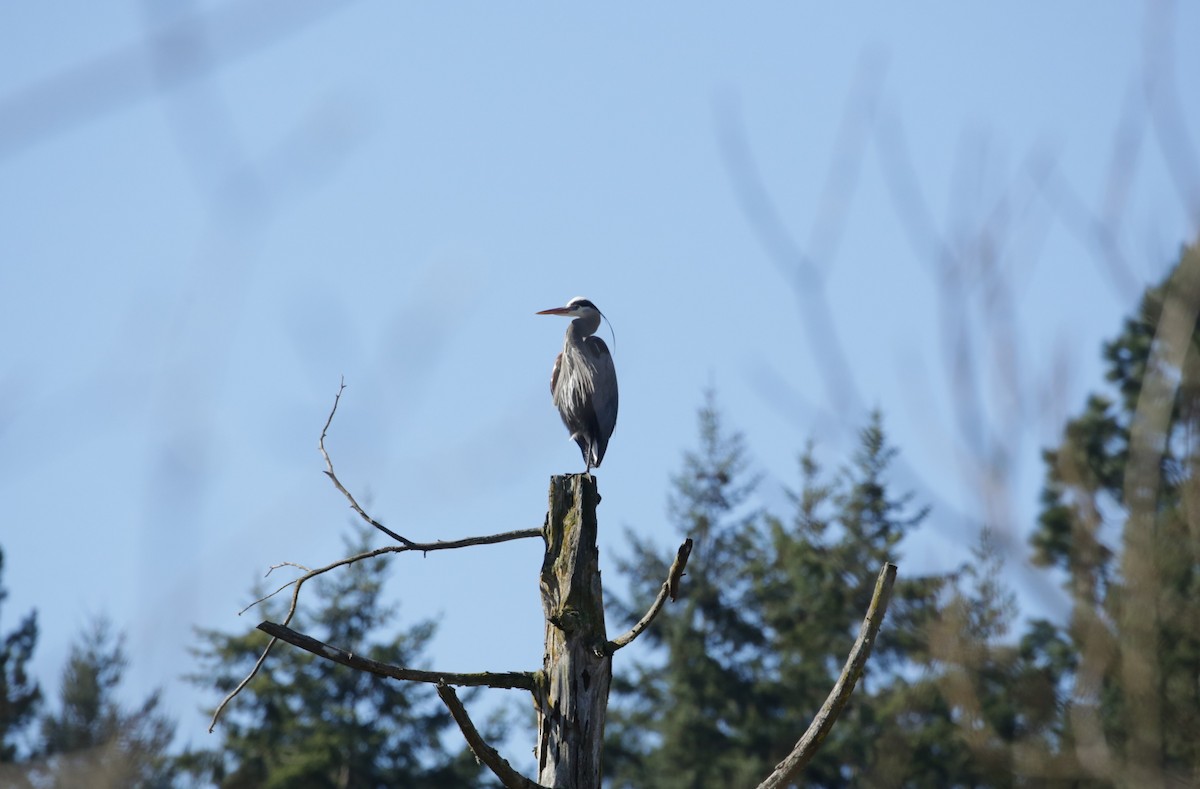 Great Blue Heron - ML616136559