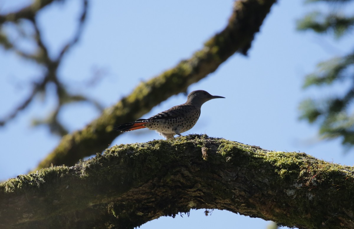 Northern Flicker - ML616136562