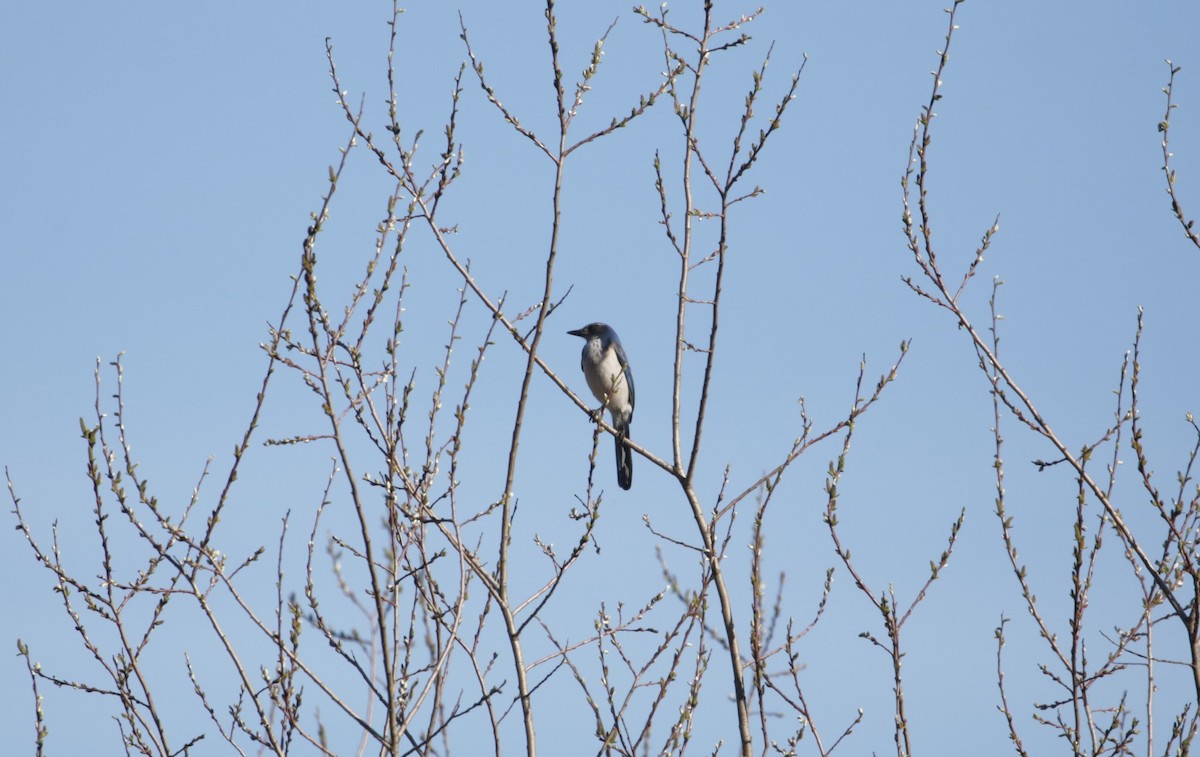 California Scrub-Jay - ML616136570