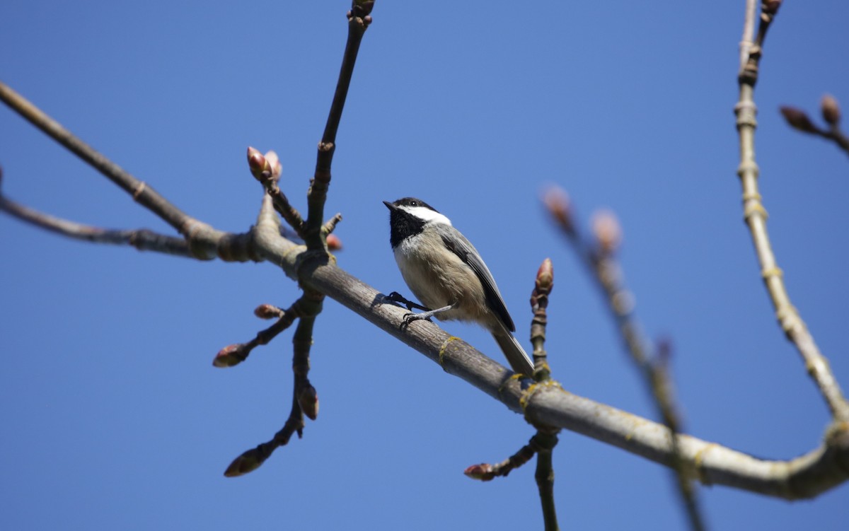 Black-capped Chickadee - ML616136572