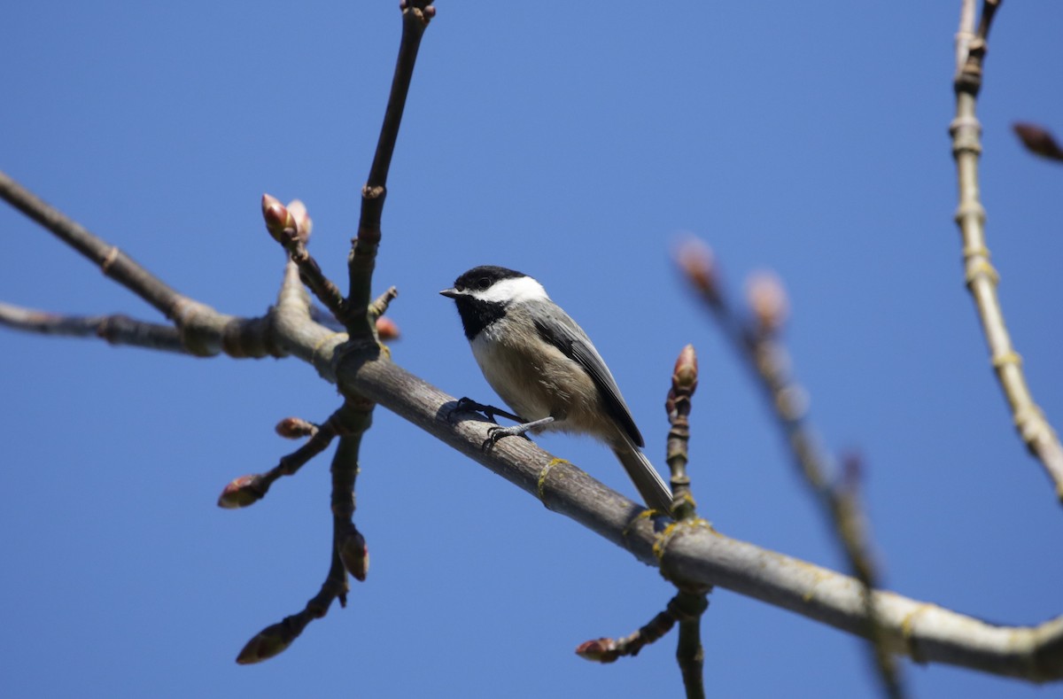 Black-capped Chickadee - ML616136573